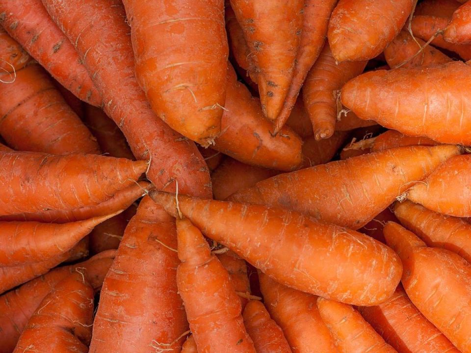Как сохранить вашу морковь: советы по борьбе с морковной мухой