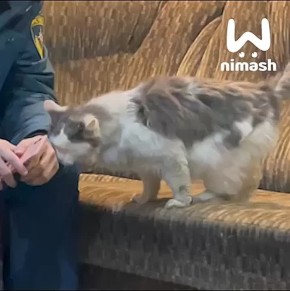 Дзержинские спасатели приютили кота, хозяин которого погиб в пожаре