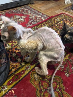 Эту кошечку-скелета хозяева хотели усыпить, но нижегородские волонтеры спасли ее