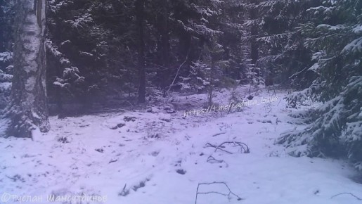 Семейство кабанов тоже не сидит на месте в эту прекрасную погоду