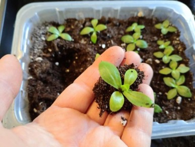 Как правильно пикировать эустому: практические советы для садоводов