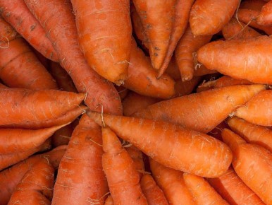 Как сохранить вашу морковь: советы по борьбе с морковной мухой